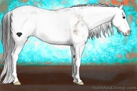 Horse Color:Buckskin Sabino Splash