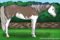 Horse Color:Silver Black Sabino Splash