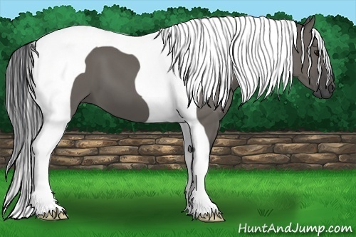Horse Color:Grullo Tobiano