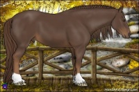 Horse Color:Liver Chestnut 