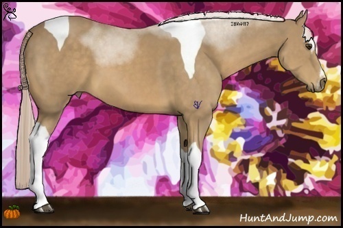 Horse Color:Palomino Sabino Tobiano 