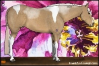 Horse Color:Palomino Sabino Tobiano