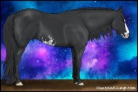 Horse Color:Black Sabino Frame 