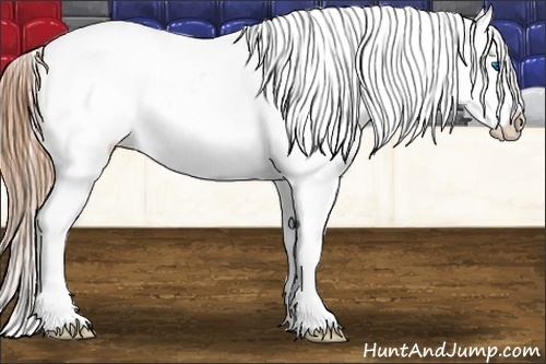 Horse Color:Black Splash Appaloosa 