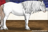 Horse Color:Black Splash Appaloosa 