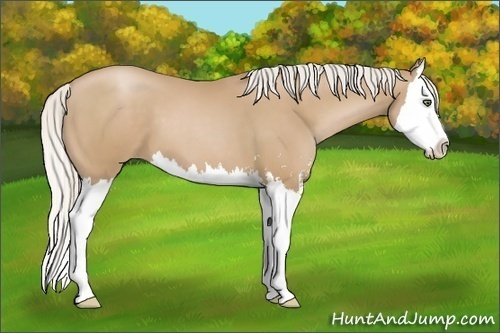 Horse Color:Unknown 