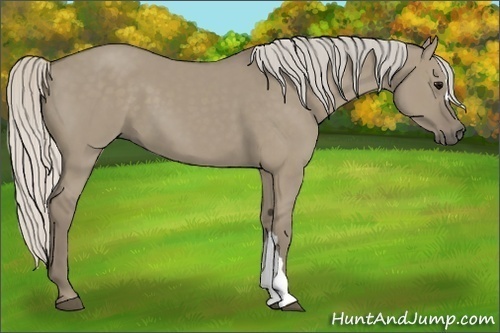 Horse Color:Silver Smoky Grullo 