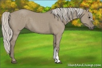Horse Color:Silver Smoky Grullo 