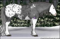 Horse Color:Black Splash Appaloosa 