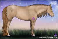 Horse Color:Liver Chestnut Pearl