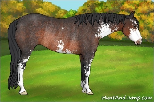 Horse Color:Brown Sabino Rabicano 