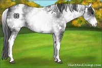 Horse Color:White Spotted Black