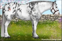 Horse Color:White Spotted Black Appaloosa Rabicano 