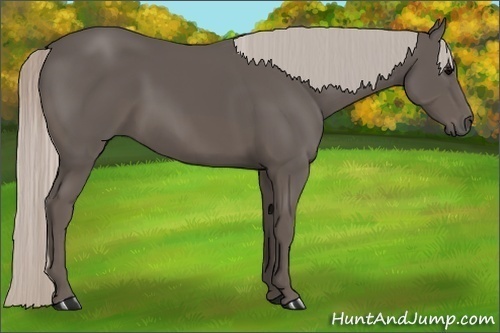 Horse Color:Silver Black 