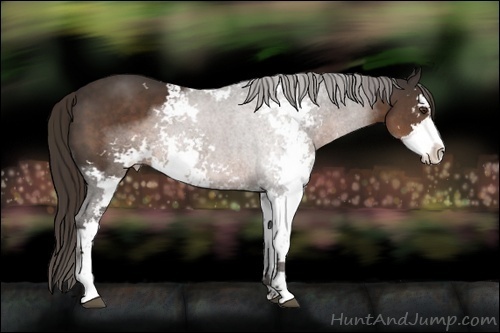 Horse Color:Liver Chestnut Sabino 