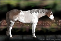 Horse Color:Liver Chestnut Sabino
