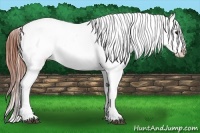 Horse Color:Bay Tobiano Frame Appaloosa