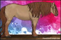 Horse Color:Red Dun 