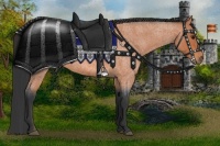 Horse Color:Bay Roan 