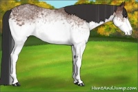Horse Color:White Spotted Bay 