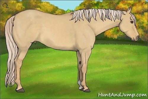 Horse Color:Palomino Dun