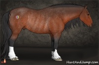 Horse Color:Brown Rabicano 