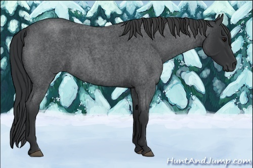Horse Color:Blue Roan 