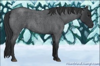 Horse Color:Blue Roan 