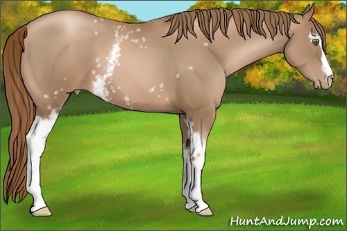 Horse Color:White Spotted Liver Chestnut Pearl 