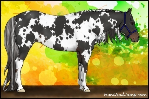Horse Color:White Spotted Liver Chestnut 
