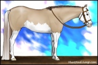 Horse Color:Grullo Pearl Splash 