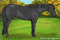 Horse Color:Smoky Black 