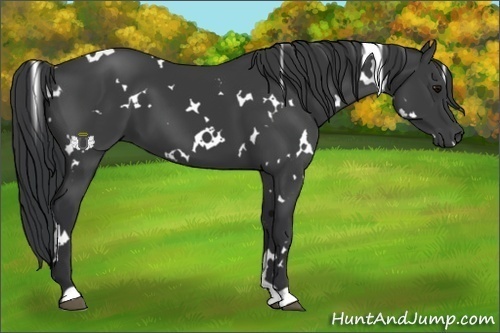Horse Color:White Spotted Black