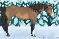 Horse Color:Buckskin Splash Frame