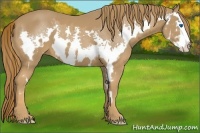 Horse Color:Chestnut Splash Frame 