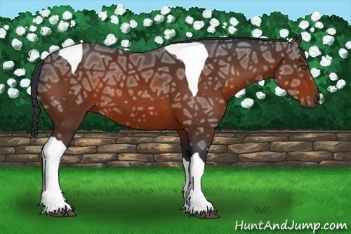 Horse Color:Bay Ice Tobiano