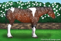 Horse Color:Bay Ice Tobiano