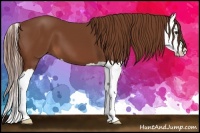 Horse Color:Chestnut Splash 