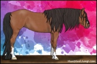 Horse Color:Bay Roan 