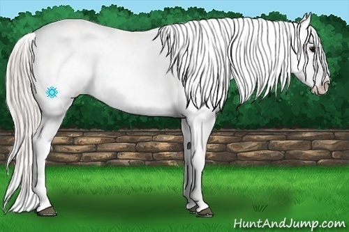 Horse Color:Silver Brown Appaloosa 
