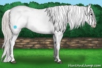 Horse Color:Silver Brown Appaloosa