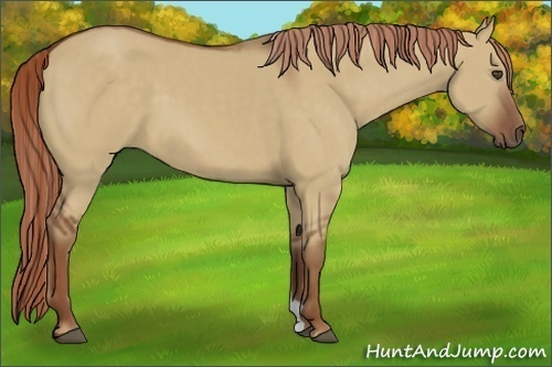 Horse Color:Red Dun 