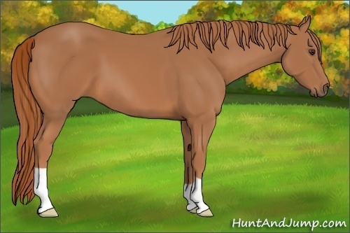 Horse Color:Unknown 