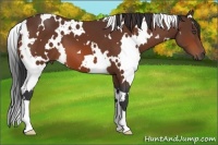 Horse Color:White Spotted Bay 