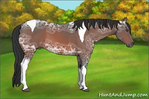 Horse Color:Bay Ice Tobiano 