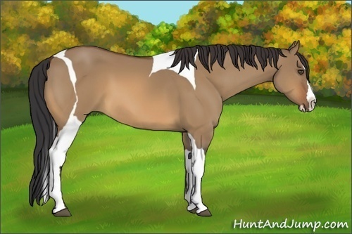 Horse Color:Bay Dun Splash Tobiano