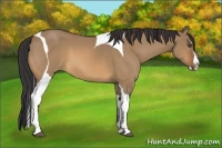 Horse Color:Bay Dun Splash Tobiano 