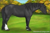 Horse Color:Black Tobiano 