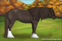 Horse Color:Liver Chestnut Sabino Tobiano 