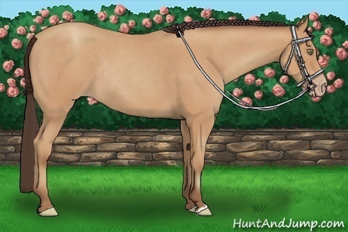 Horse Color:Amber Champagne Roan Rabicano 
